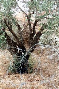 Ein �lbaum